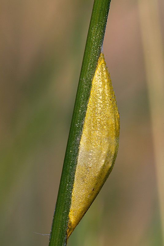 Bozzolo di Zygaena sp.